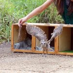 animais-silvestres-zoo-guarulhos (1)