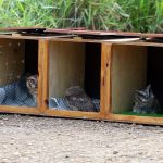 animais-silvestres-zoo-guarulhos (3)