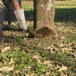 animais-silvestres-zoo-guarulhos (4)