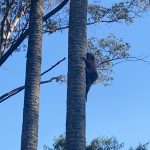 animais-silvestres-zoo-guarulhos (5)