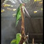 passaros-zoo-guarulhos (1)