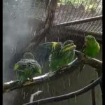passaros-zoo-guarulhos (2)