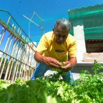 compostagem-caseira (1)