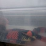 falsa-cobra-coral-guarulhos (1)