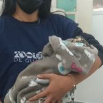 gaviao-de-rabo-branco (1)