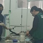 gaviao-de-rabo-branco (2)