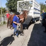 cavalos-apreendidos-guarulhos (1)