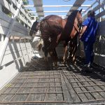 cavalos-apreendidos-guarulhos (2)