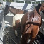 cavalos-apreendidos-guarulhos (3)