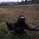 resgate-bicho-preguica-guarulhos (2)