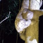 resgate-bicho-preguica-guarulhos (4)