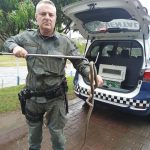 serpente-parelheira-do-mato (2)