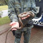 serpente-parelheira-do-mato (3)