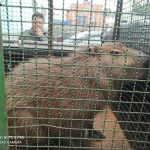 animais-resgatados-em-guarulhos (1)
