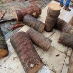 corte-irregular-de-arvores (1)