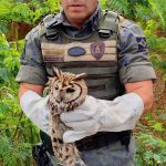 animais-silvestres-guarulhos (1)