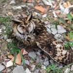 animais-silvestres-guarulhos (2)