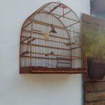 animais-silvestres-guarulhos (3)