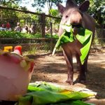zoo-sorvete-guarulhos (2)