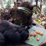 zoo-sorvete-guarulhos (3)