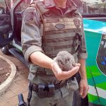 resgate-de-animais-gcm-guarulhos (3)