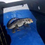 resgate-de-animais-gcm-guarulhos (4)