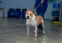 Prefeitura promove feira de adoção de cães e gatos na Vila Paraíso neste sábado