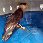 animais-resgatados-em-guarulhos (1)