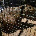 animais-resgatados-em-guarulhos (2)