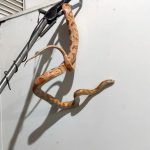 animais-resgatados-em-guarulhos (3)