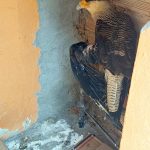 animais-resgatados-em-guarulhos (4)