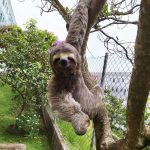 animais-resgatados-em-guarulhos (2)
