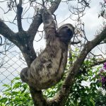 animais-resgatados-em-guarulhos (3)