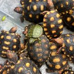 trafico-de-animais-guarulhos (1)