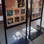 exposicao-borboletas-guarulhos (1)