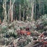 crime-ambiental-novo-recreio (2)
