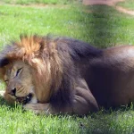 leao-madiba-zoo-guarulhos