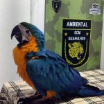 trafico-de-animais-em-guarulhos (2)