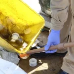 aedes-aegypti-guarulhos