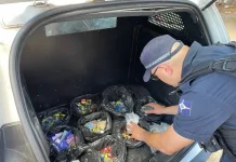 GCM de Guarulhos prende traficante e recolhe mais de 3 kg de drogas