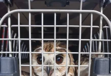 GCM de Guarulhos protege os animais e resgata aves silvestres em duas ocorrências