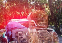GCM apreende sete aves silvestres em cativeiro ilegal no Pimentas