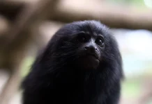 Filhotes de mico-leão-preto, Maiara e Maraisa são as novas moradoras do Zoo de Guarulhos