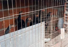 GCM resgata 114 aves de criadouro ilegal no Jardim Alvorada