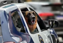 GCM prende traficante com 50 porções de cocaína no Jardim Gracinda