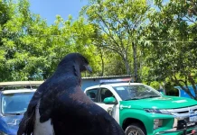GCM resgata gavião-de-rabo-branco e outros animais silvestres