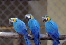 Zoológico de Guarulhos abre vagas para estágio curricular obrigatório