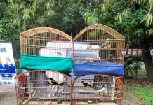 GCM resgata nove pássaros silvestres mantidos em cativeiro ilegal no Parque Maria Helena