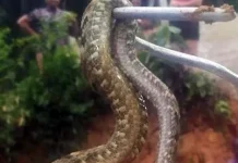 GCM resgata cobra jararaca em residência no Jardim Paraíso