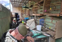 GCM de Guarulhos resgata bichos-preguiça e 133 pássaros silvestres